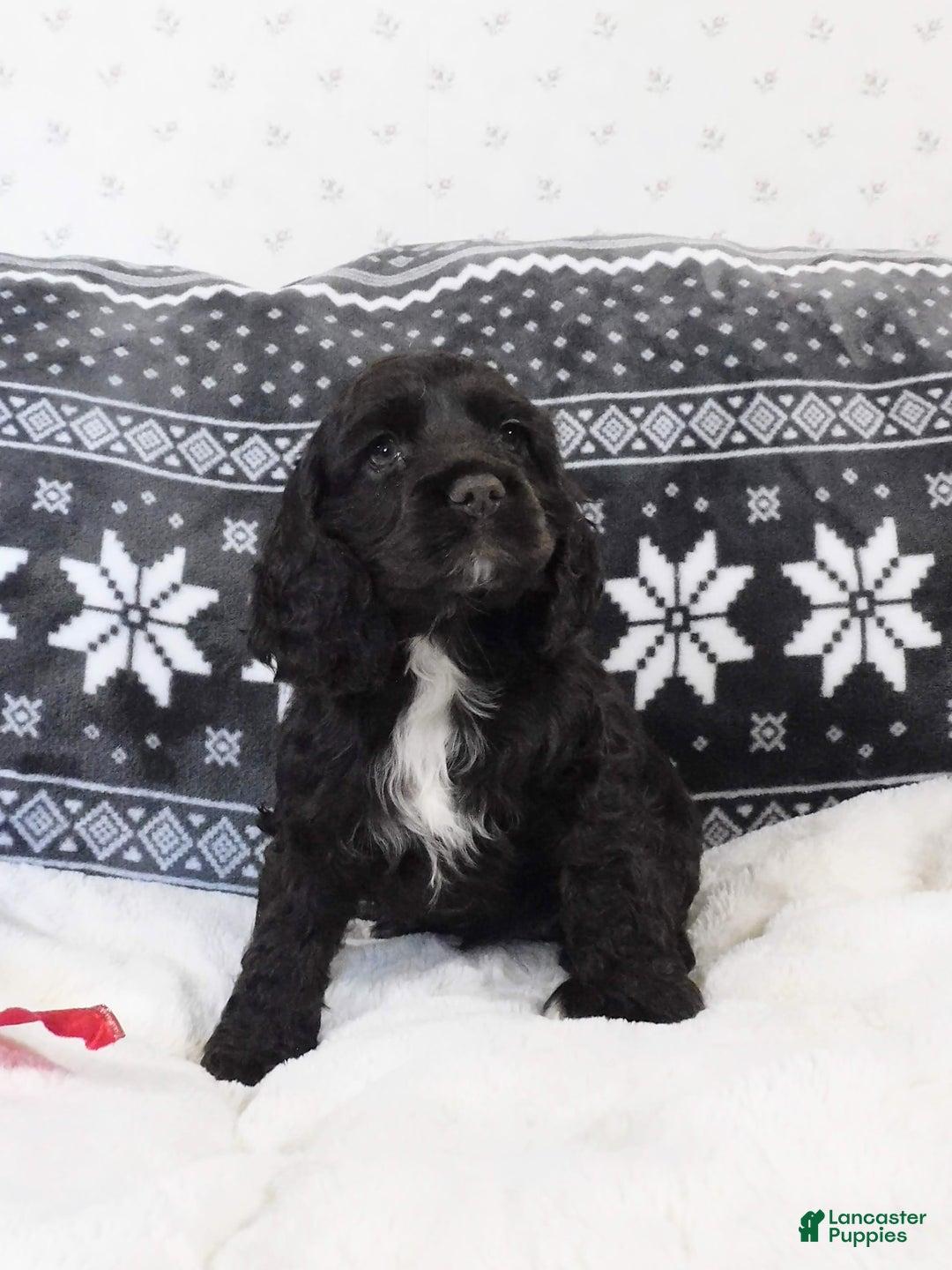 Cocker Spaniel dogs for sale: Chocolate  - Ad 3