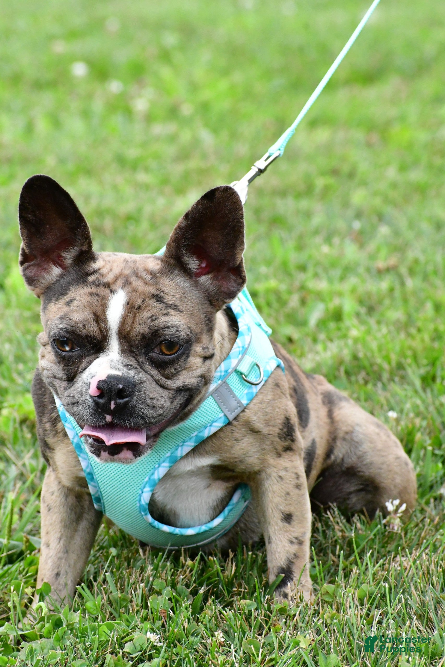 Mixed Breed dogs Nancy - Ad 2