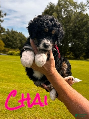 Bernedoodle dogs Chai - Ad 38