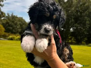 Bernedoodle dogs Chai - Ad 38