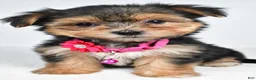 Morkie dogs for sale: Vicky - Ad 6