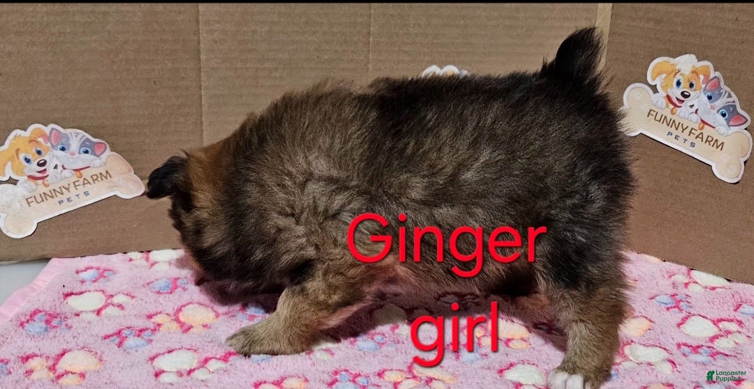 Pomeranian dogs for sale: Aussiepom "Ginger" - Ad 3