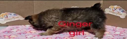 Pomeranian dogs for sale: Aussiepom "Ginger" - Ad 3