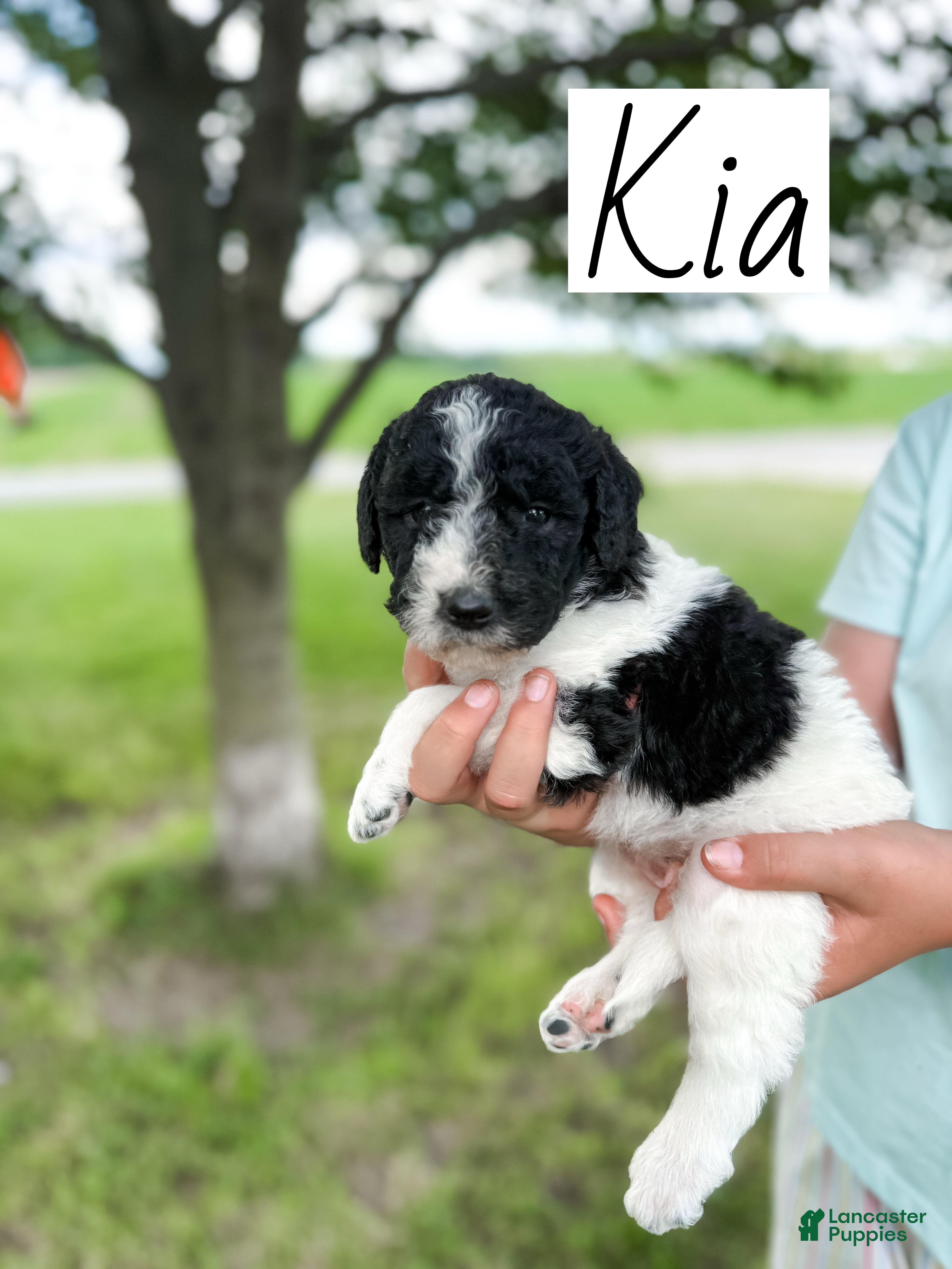 Labradoodle dogs Kia - Ad 1