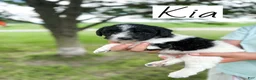 Labradoodle dogs for sale: Kia - Ad 4
