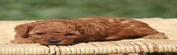 Toy Poodle dogs for sale: Ace - Ad 3