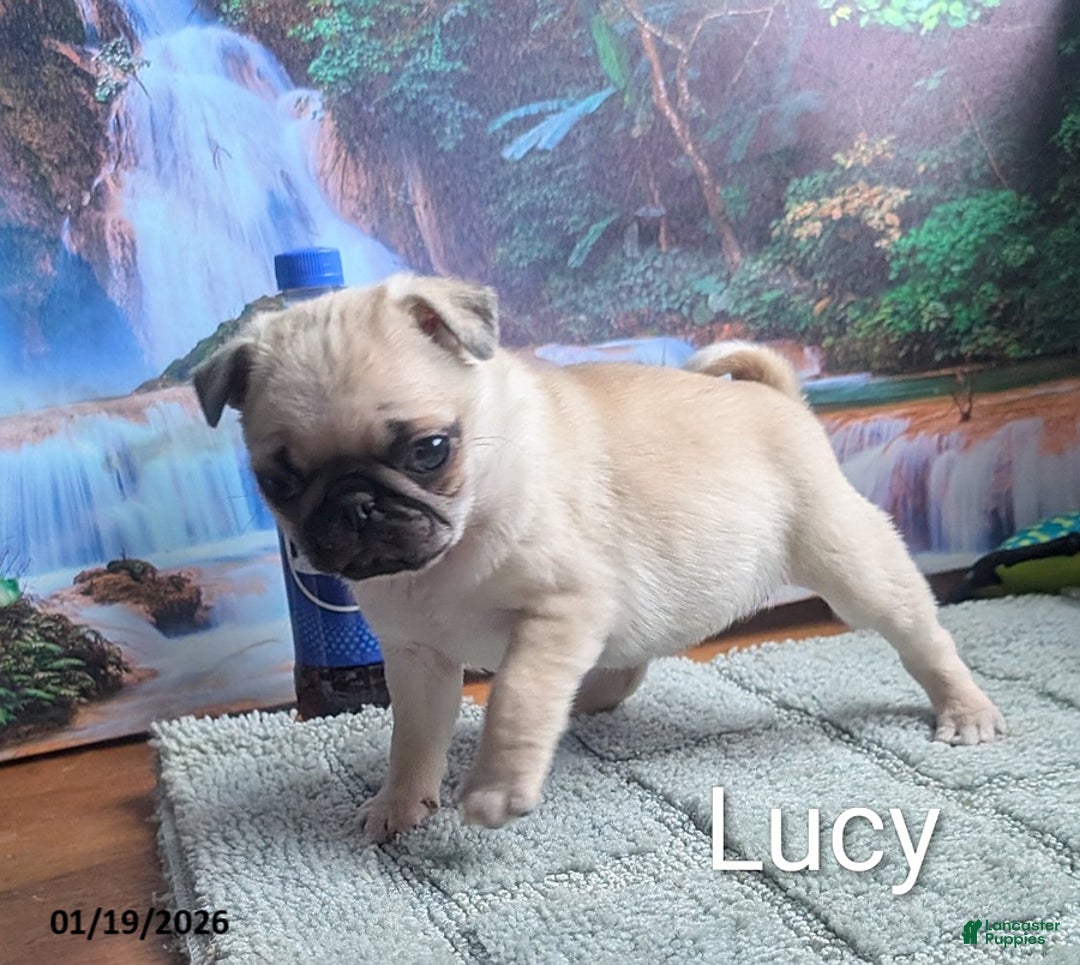Pug dogs for sale: Little Lucy - Ad 3