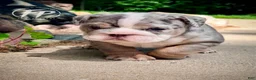 English Bulldog dogs for sale: Tilly - Ad 4