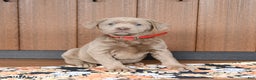 Labrador Retriever dogs for sale: Waffles - Ad 1