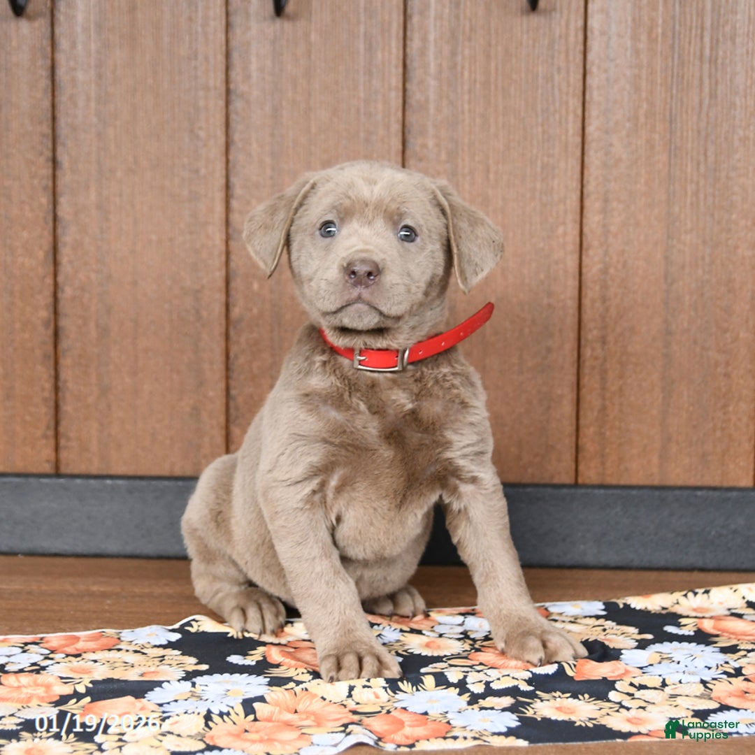 Labrador Retriever dogs for sale: Waffles - Ad 1