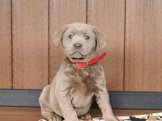 Labrador Retriever dogs Waffles - Ad 39