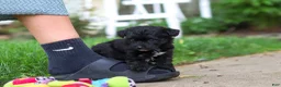 Yorkiepoo dogs for sale: Buster - Ad 5