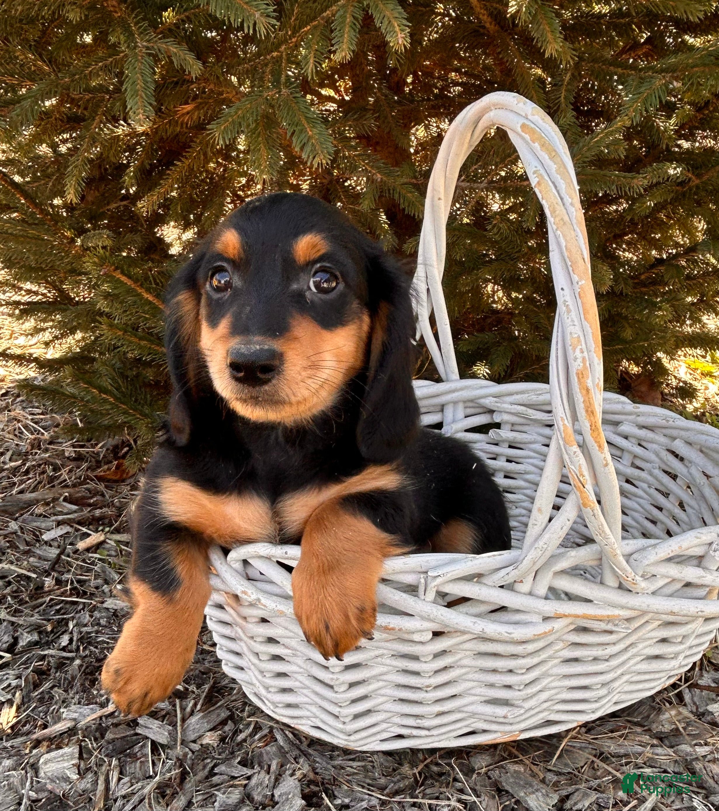 Miniature Dachshund dogs Mascot - Ad 2
