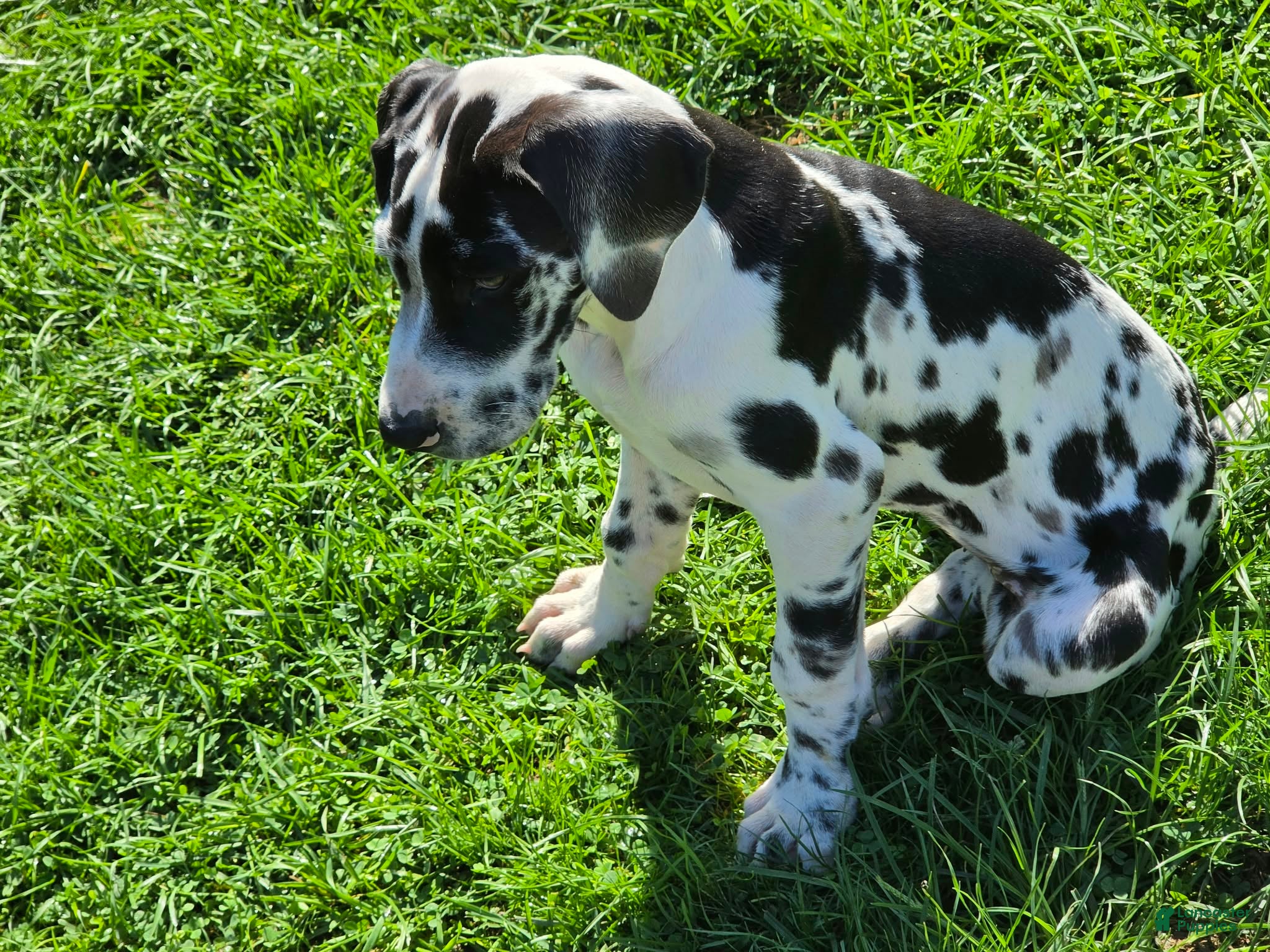 Moxie