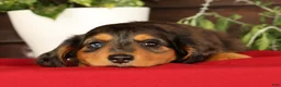 Miniature Dachshund dogs for sale: Thomas - Ad 9