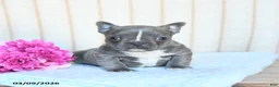 Frenchton dogs for sale: Hailey - Ad 2