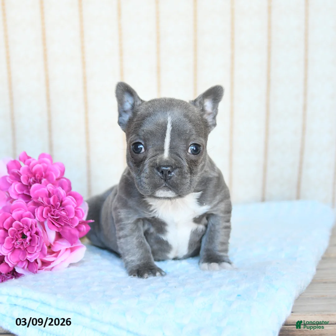 Frenchton dogs for sale: Hailey - Ad 2