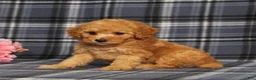 Miniature Poodle dogs for sale: AKC Queen - Ad 3