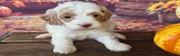 Cockapoo dogs for sale: Ruby - Ad 11