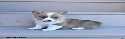 Welsh Corgi Pembroke dogs for sale: Pine - Ad 4
