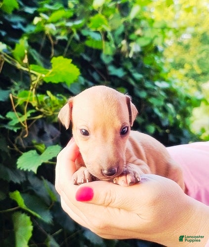 Italian Greyhound dogs Dacari - Ad 2
