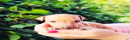 Italian Greyhound dogs for sale: Dacari - Ad 2