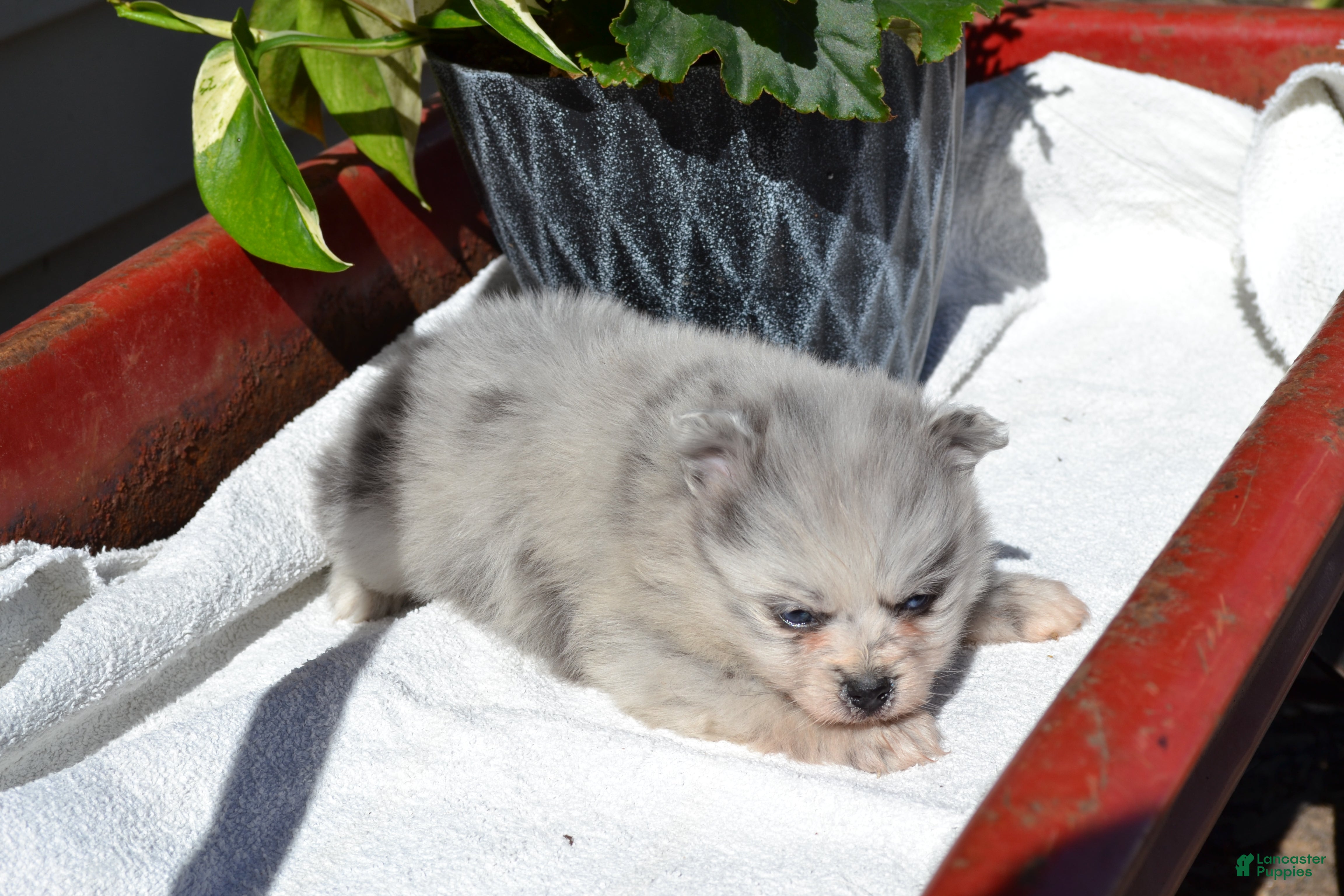 Pomeranian dogs Wynter - Ad 17