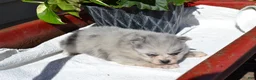 Pomeranian dogs for sale: Wynter - Ad 1