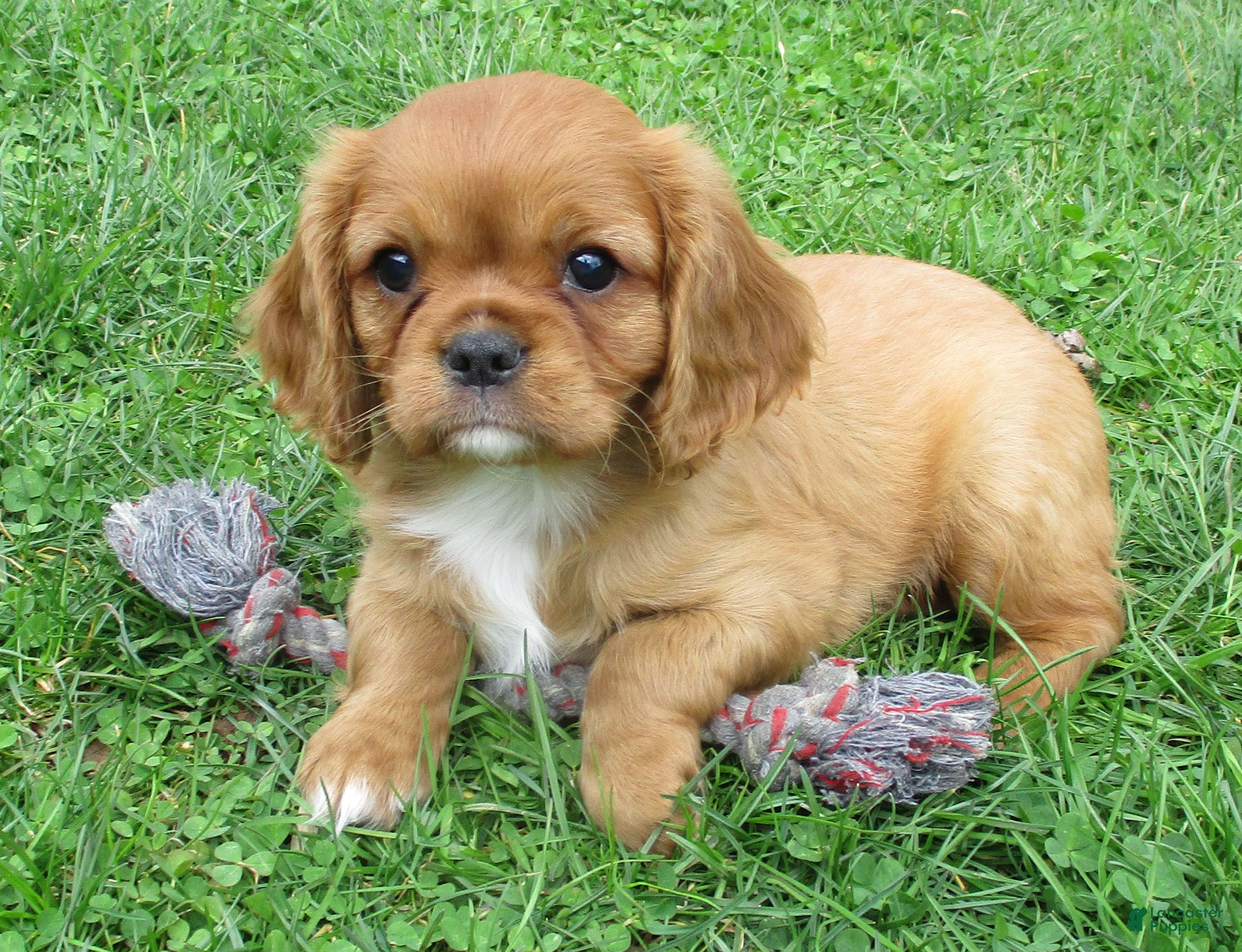 Cavalier King Charles Spaniel dogs Cruze - Ad 1