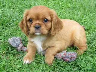 Cavalier King Charles Spaniel dogs for sale: Cruze - Ad 2