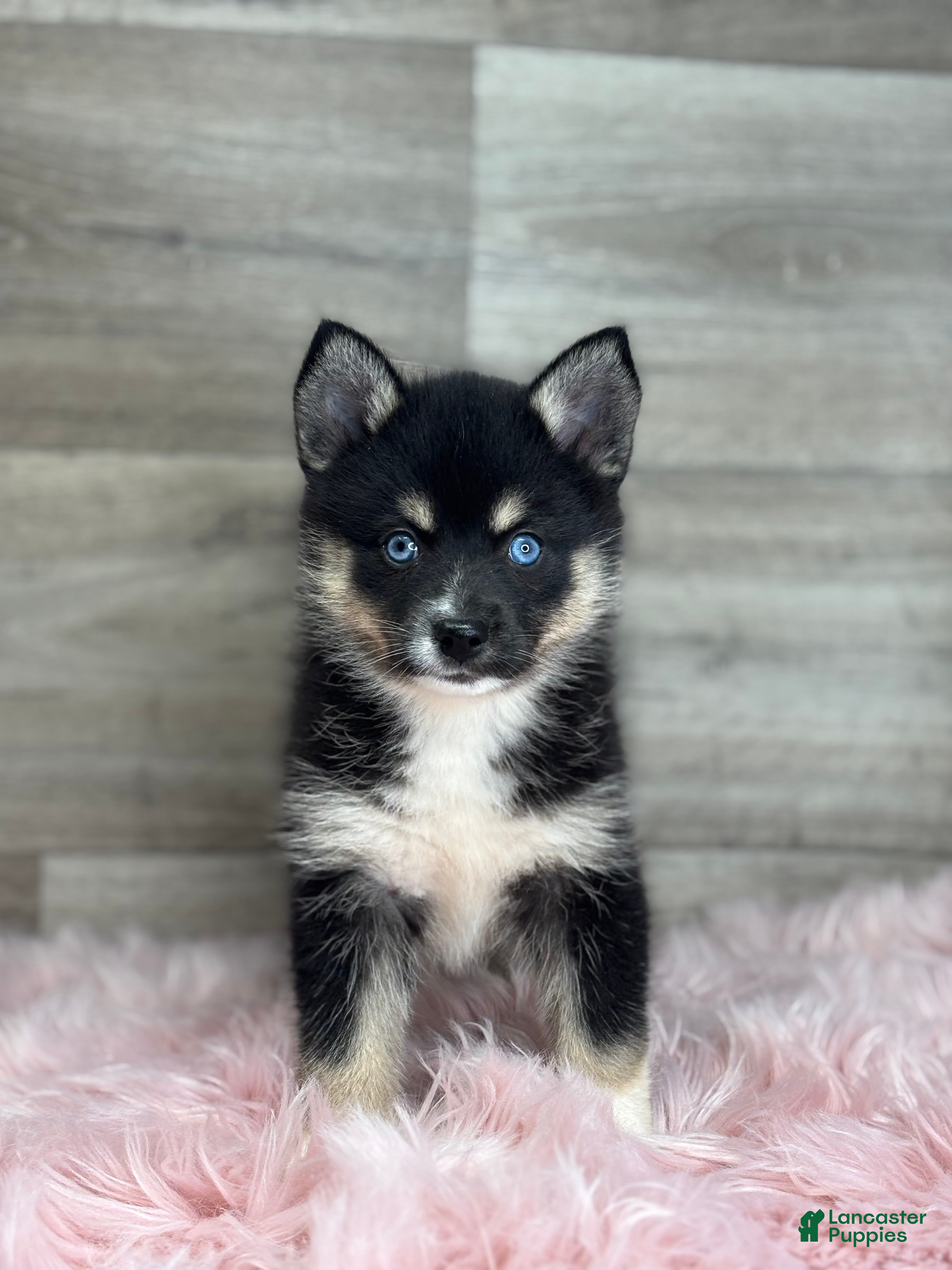 Pomsky dogs Esther - Ad 2