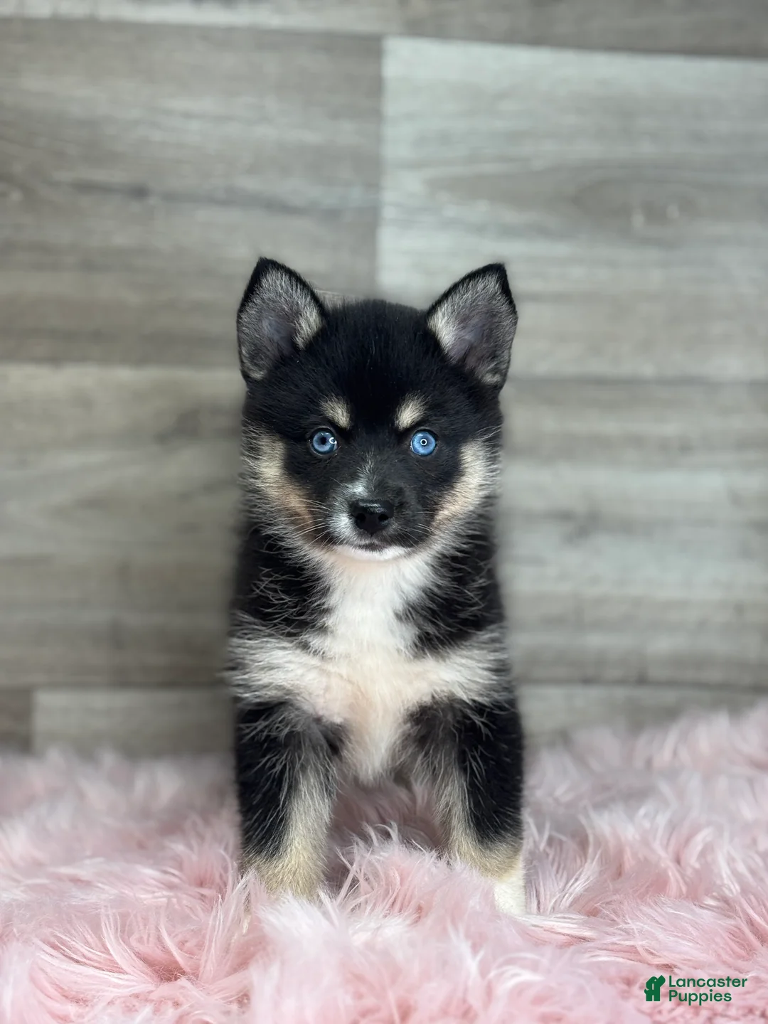 Pomsky dogs for sale: Esther - Ad 2