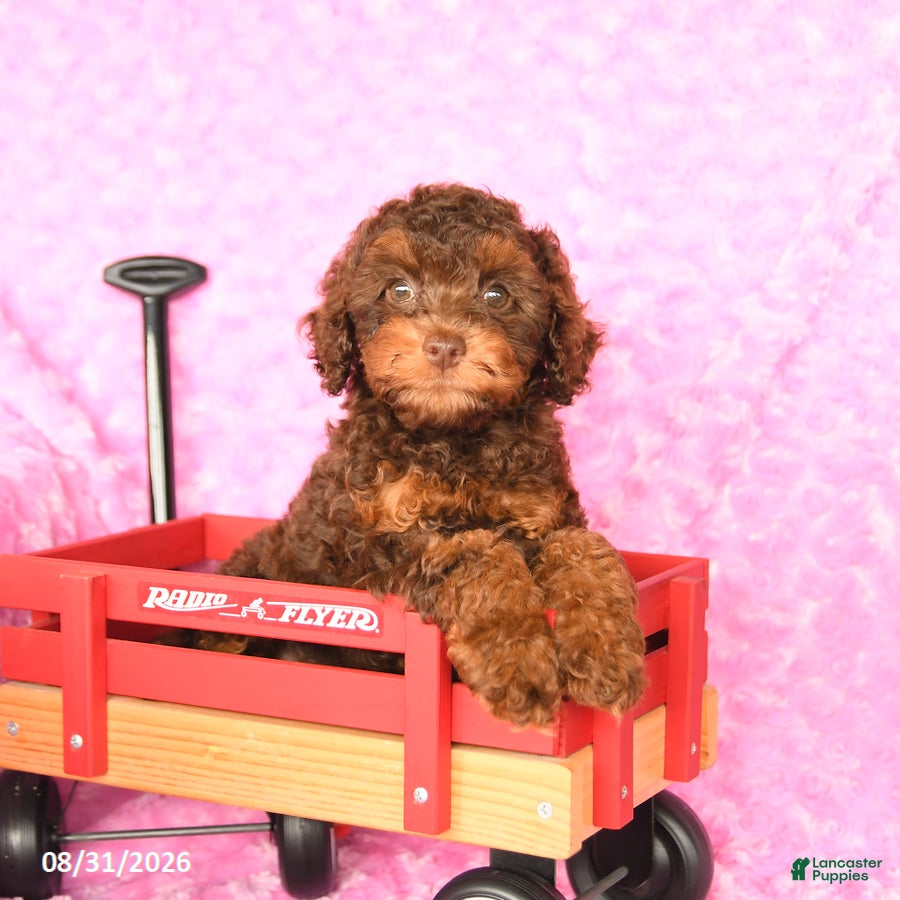 Miniature Poodle dogs Eva - Ad 1