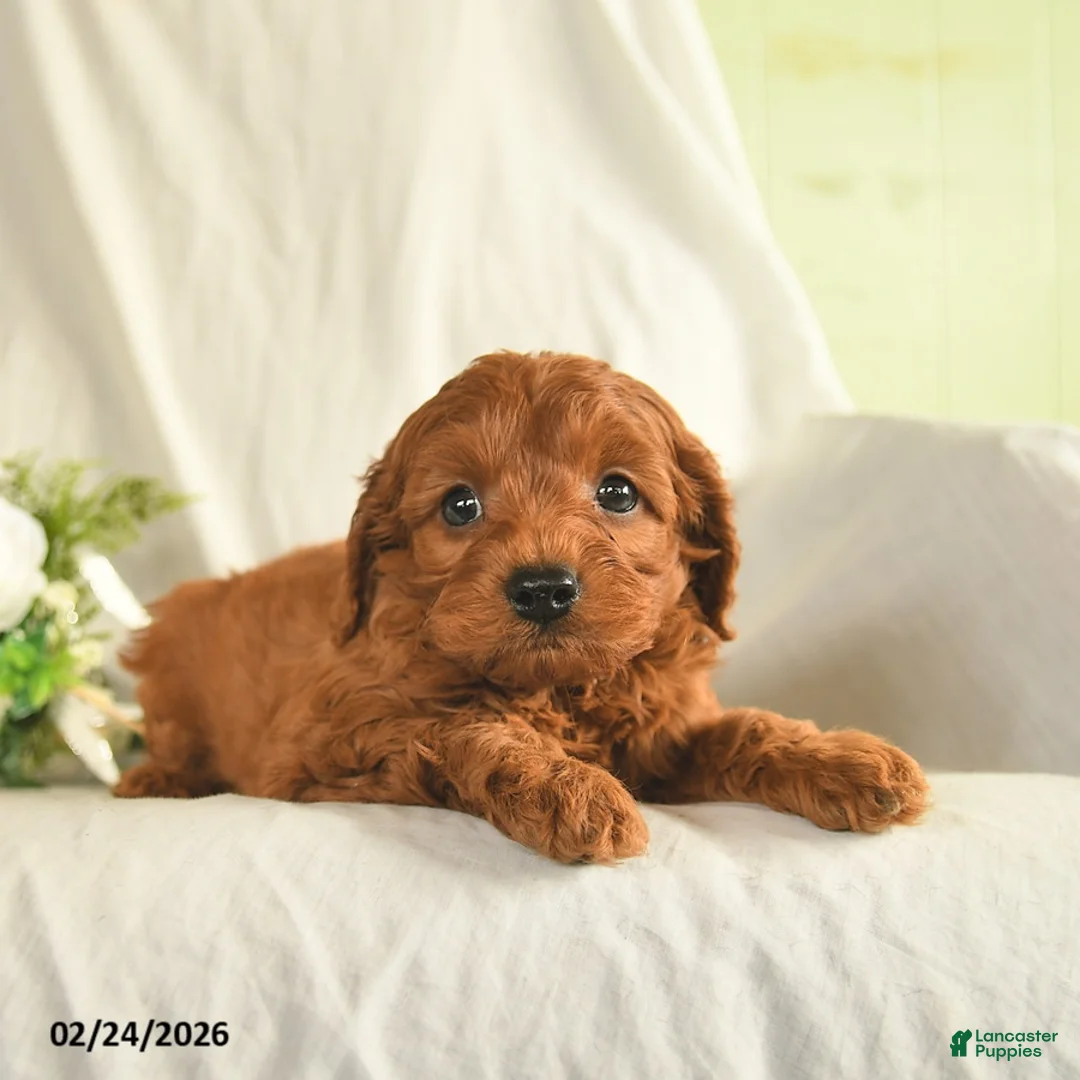 Mixed Breed dogs for sale: Wonka  - Ad 3