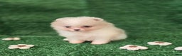 Pomeranian dogs for sale: Naya - Ad 5