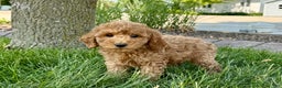 Cockapoo dogs for sale: Howie - Ad 2