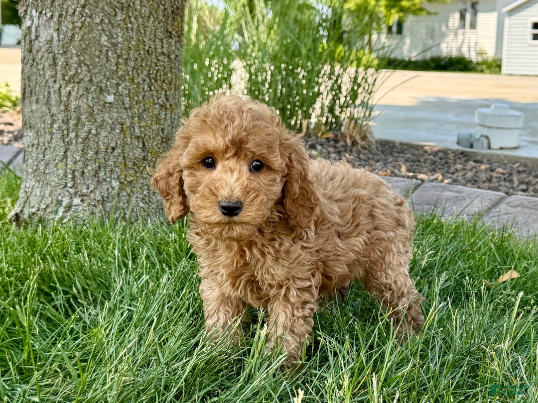 Cockapoo dogs for sale: Howie - Ad 2