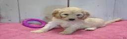 Cockapoo dogs for sale: Bertha - Ad 2