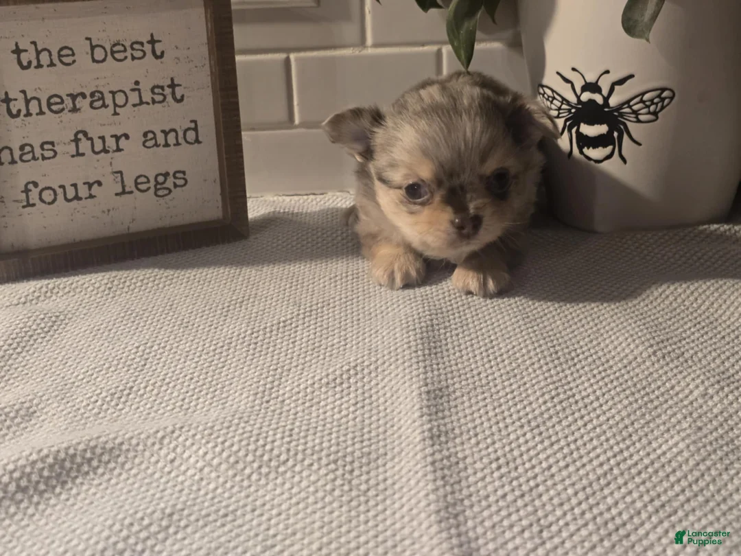 Chihuahua dogs for sale: Stanley - Ad 6