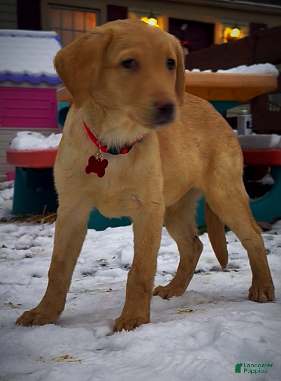 Labrador Retriever dogs for sale: Labrador Retriever Puppy 1 - Ad 9