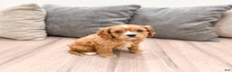 Cavapoo dogs for sale: Diamond - Ad 8