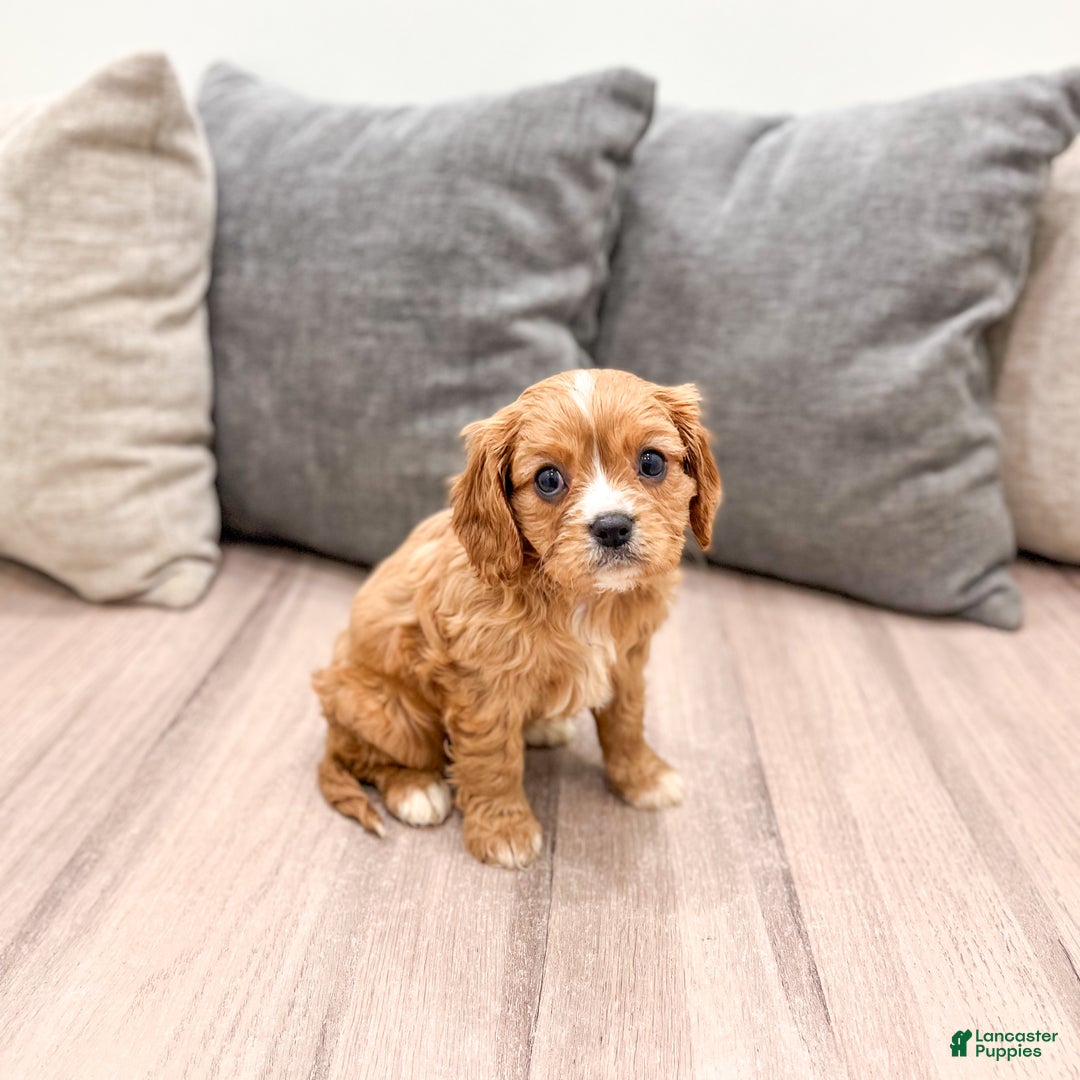 Cavapoo dogs for sale: Diamond - Ad 8