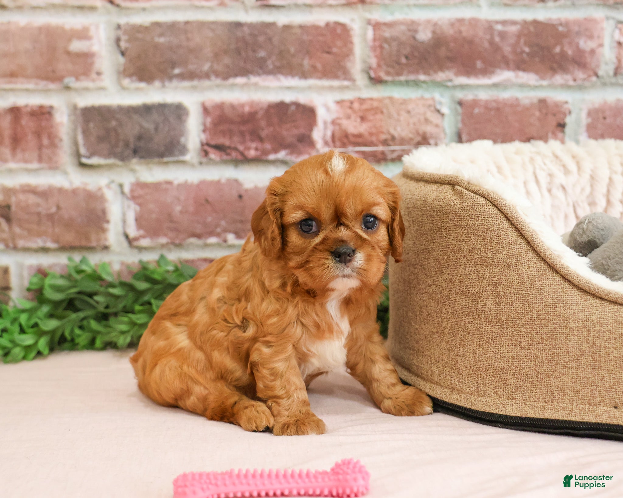 Cavalier King Charles Spaniel dogs Daphne - Ad 6