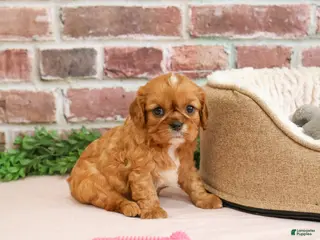 Cavalier King Charles Spaniel dogs Daphne - Ad 6