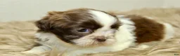 Shih Tzu dogs for sale: Nano - Ad 7