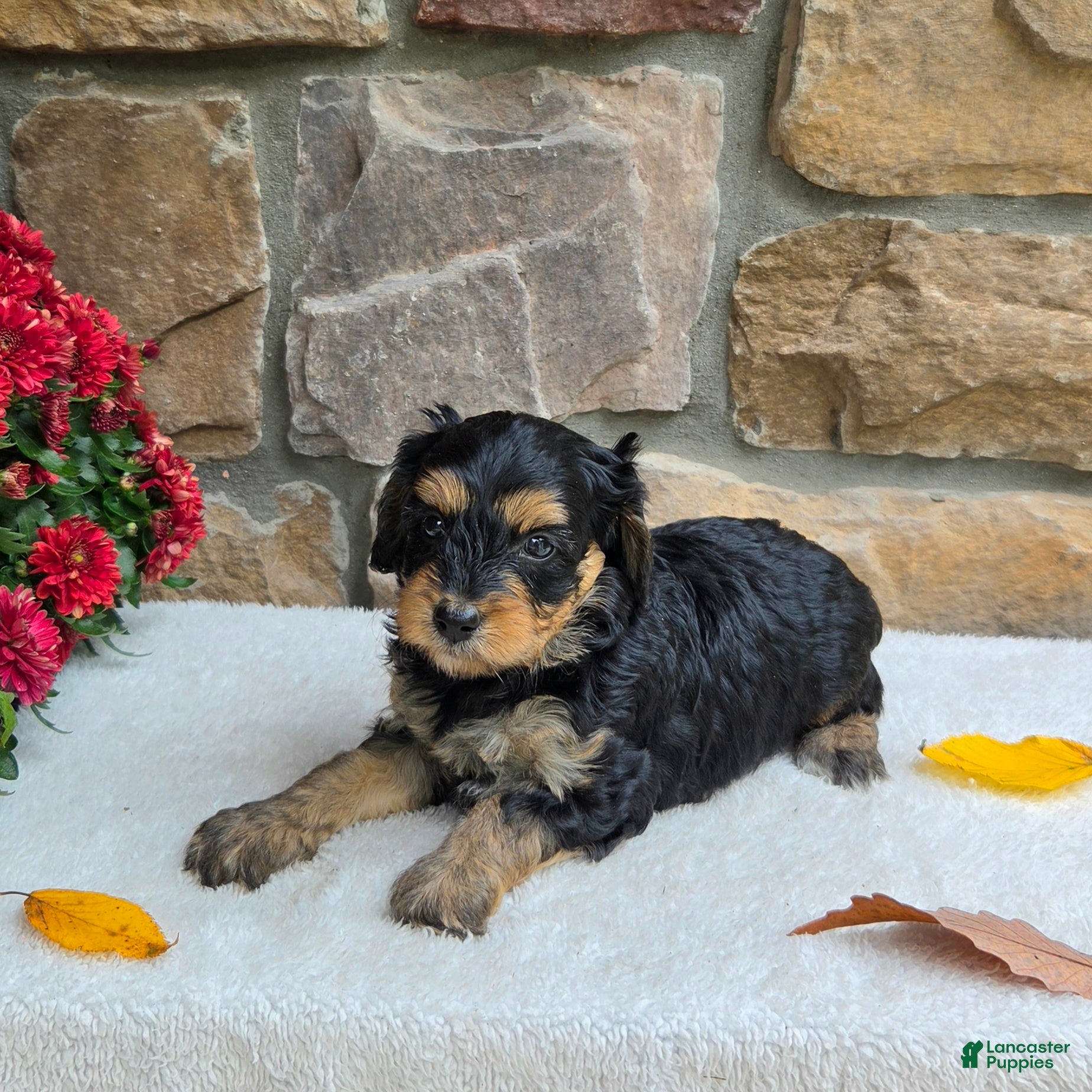 Cavapoo dogs for sale: Blaire - Ad 2