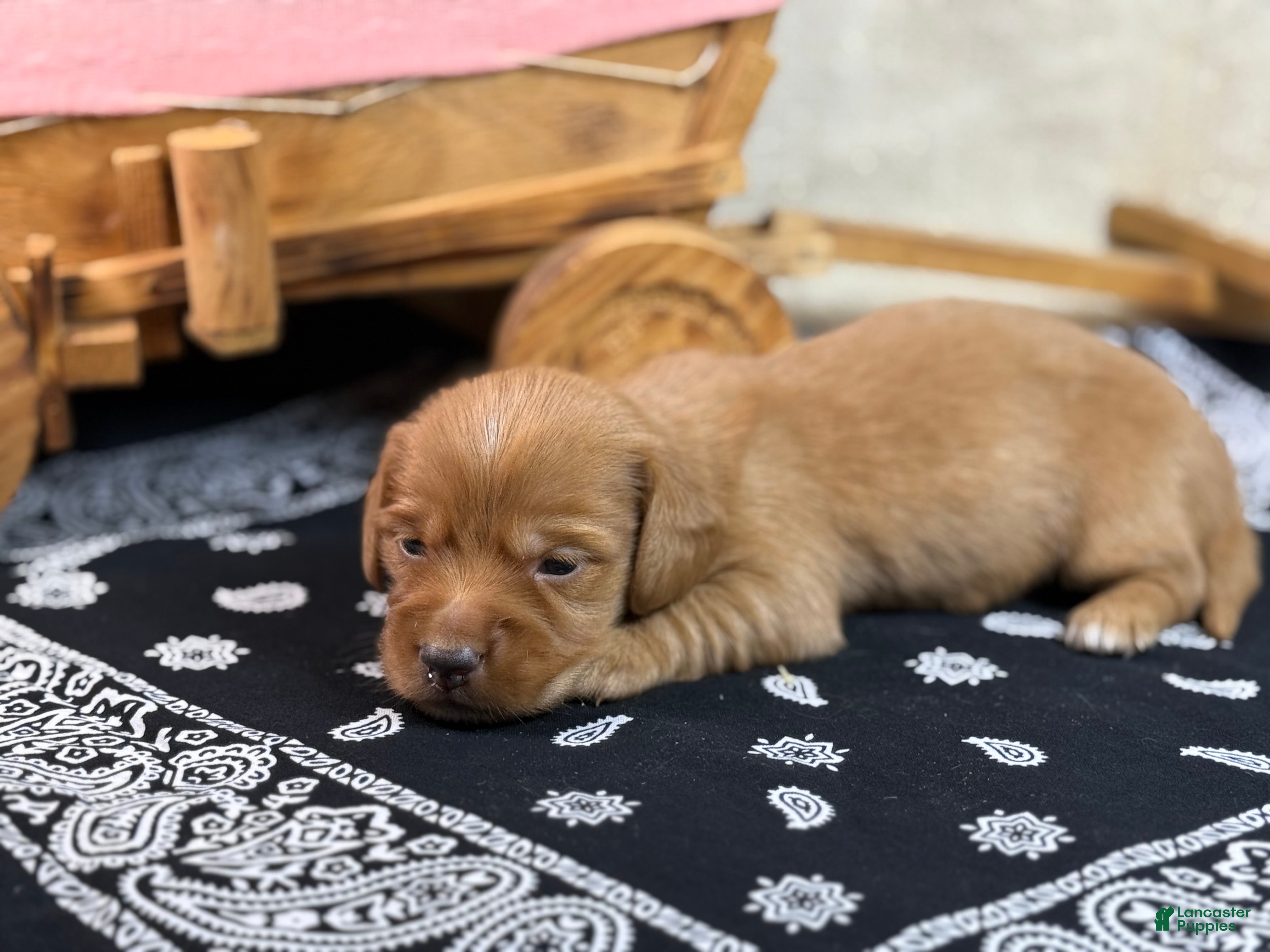 Miniature Dachshund dogs Dark cream  - Ad 29