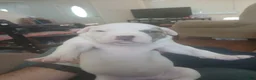 American Bulldog dogs for sale: Dot - Ad 7