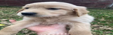 Amy