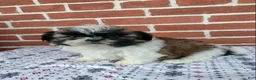 Shih Tzu dogs for sale: Doug - Ad 2